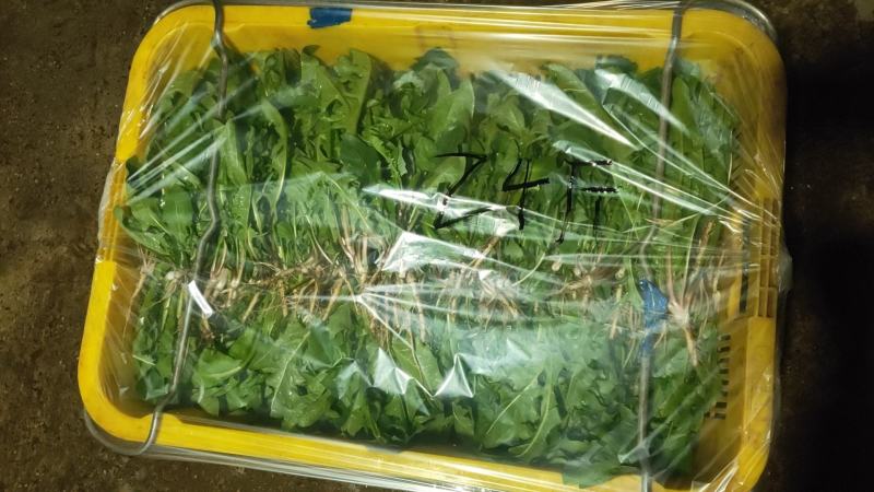 山野菜