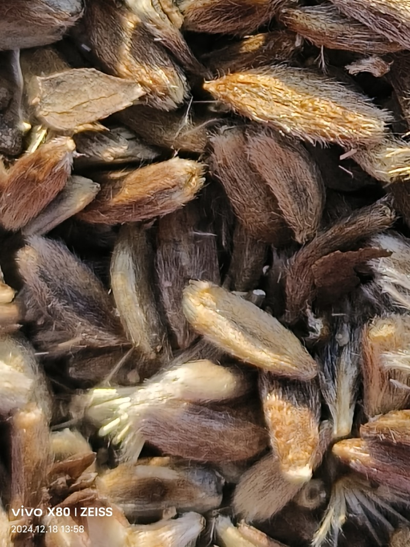 白术种子