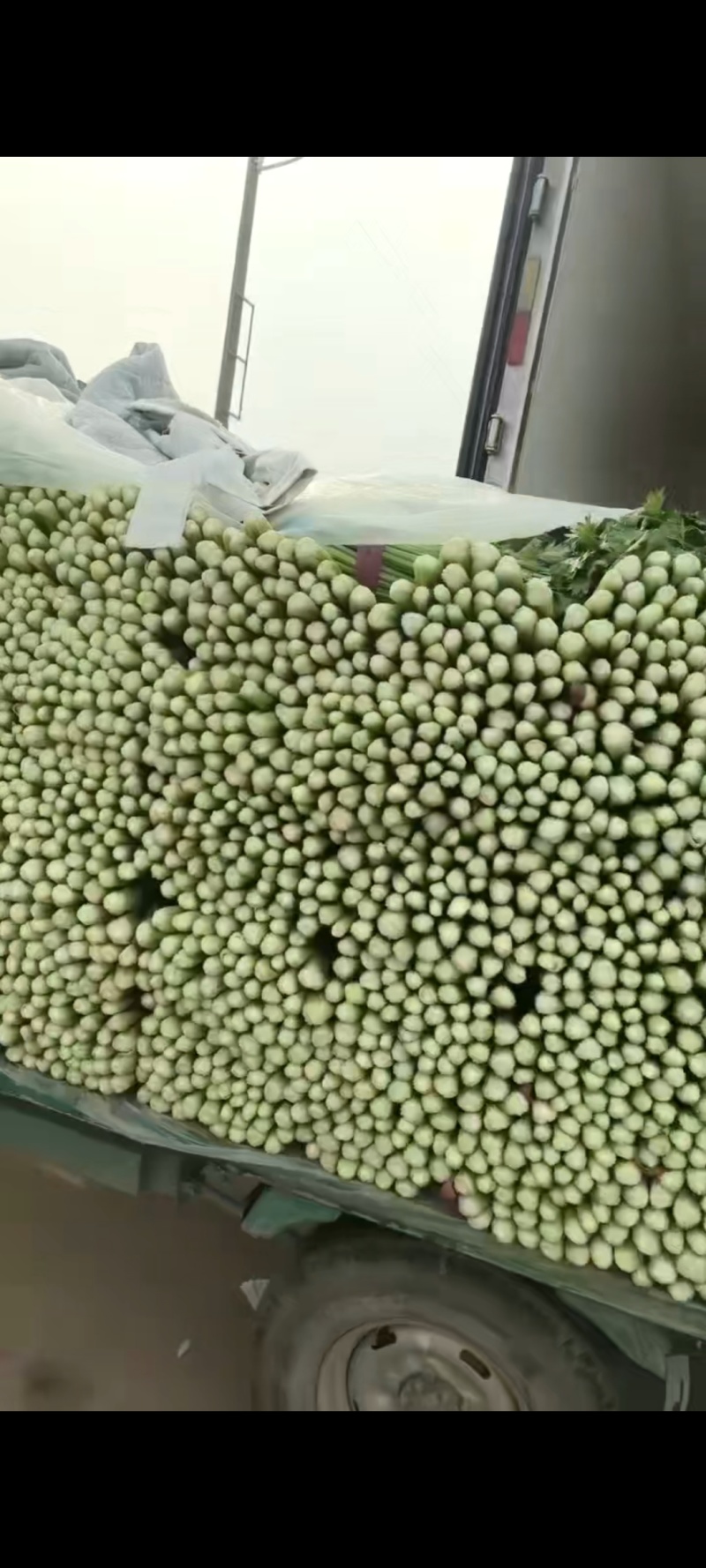 邯郸精品芹菜原产地直发量大从优可视频看货