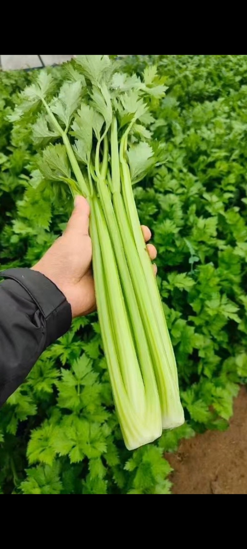 邯郸精品芹菜原产地直发量大从优可视频看货