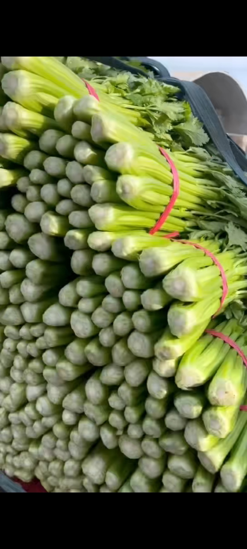 邯郸精品芹菜原产地直发量大从优可视频看货