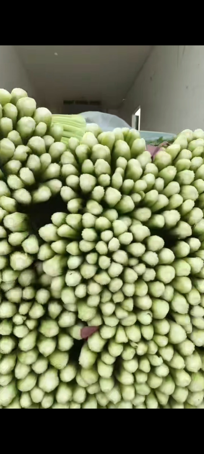 邯郸精品芹菜原产地直发量大从优可视频看货
