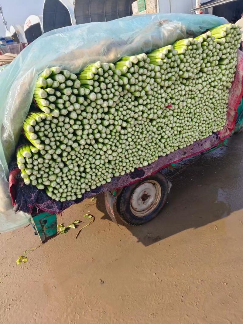 邯郸精品芹菜原产地直发量大从优可视频看货