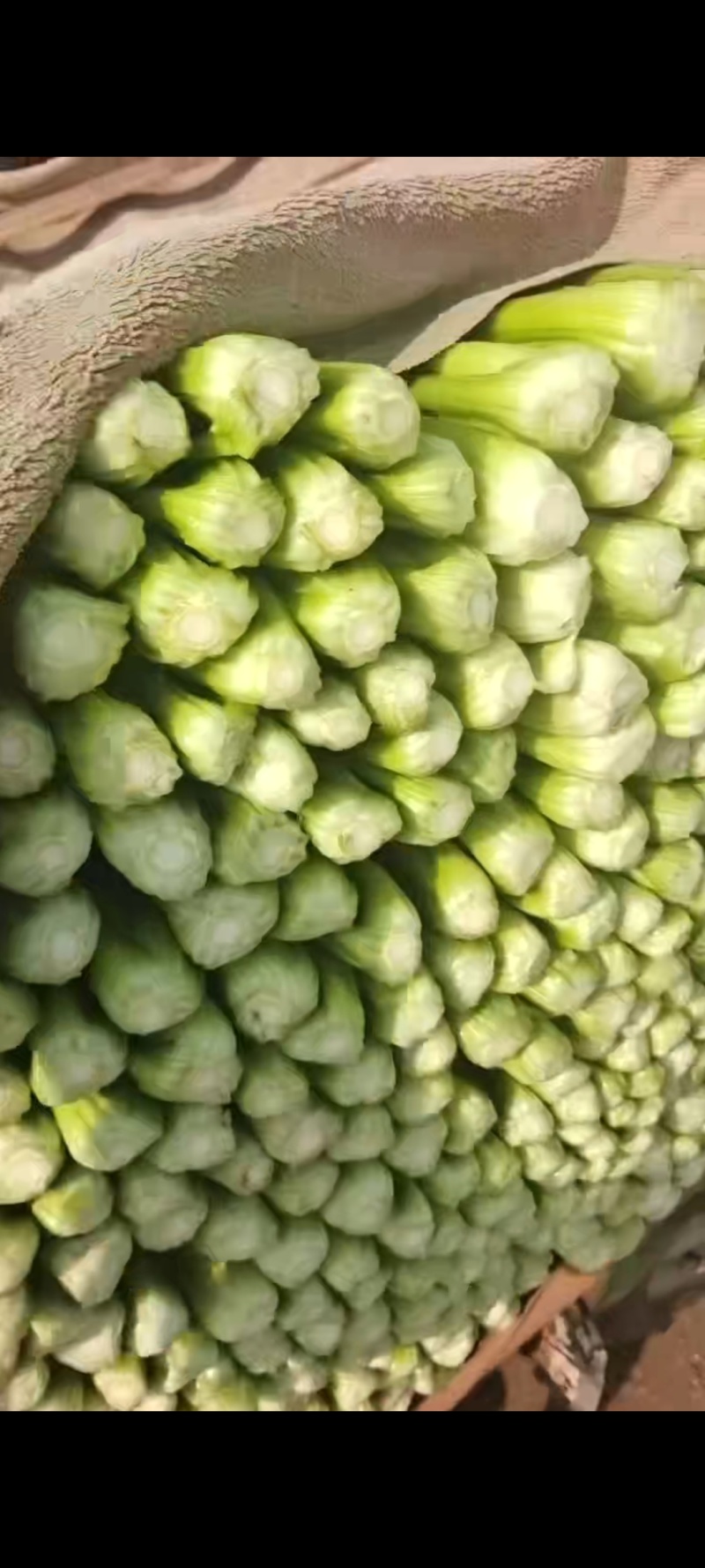 邯郸精品芹菜原产地直发量大从优可视频看货
