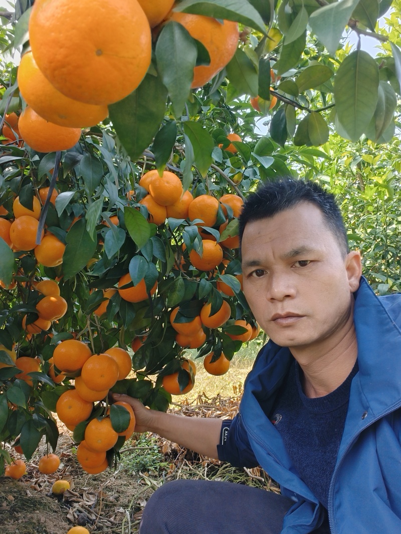 【荐】广西崇左扶绥县源产地沃柑，大量有货，支持电商平台