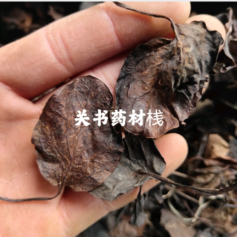 鹿衔草手捡货新货无杂质关书药业批发中药材规格齐
