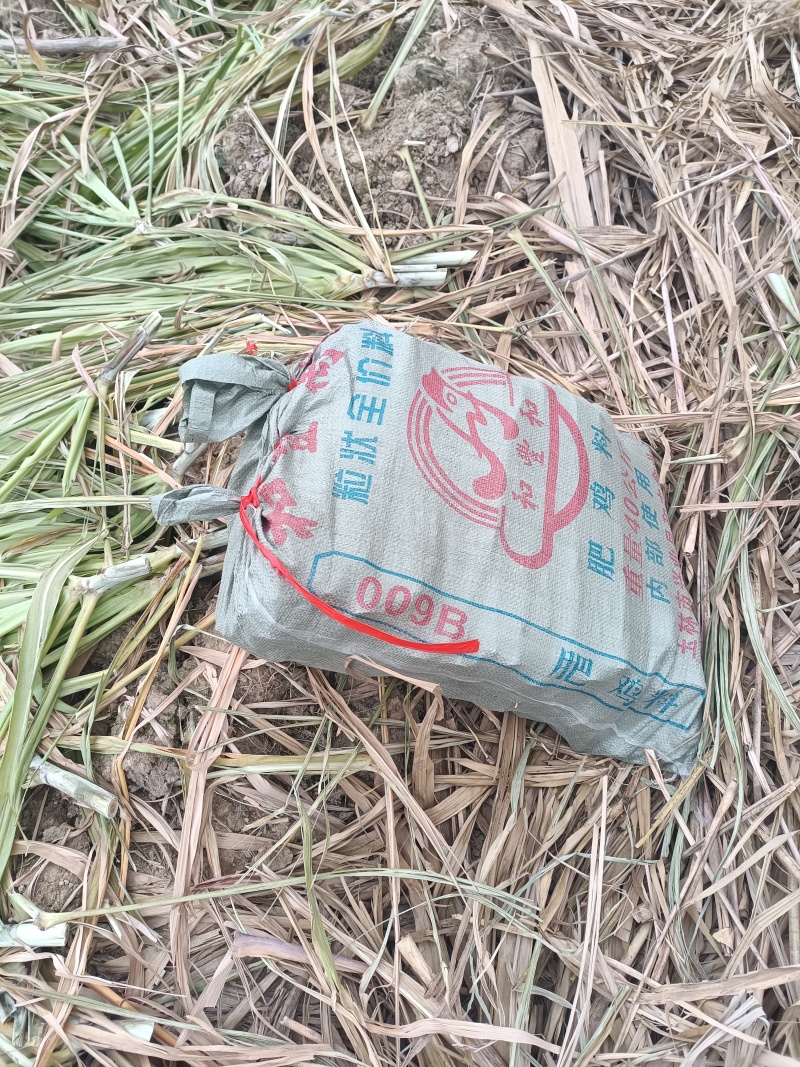 黑皮甘蔗种，购买种子提供后期种植技术辅导