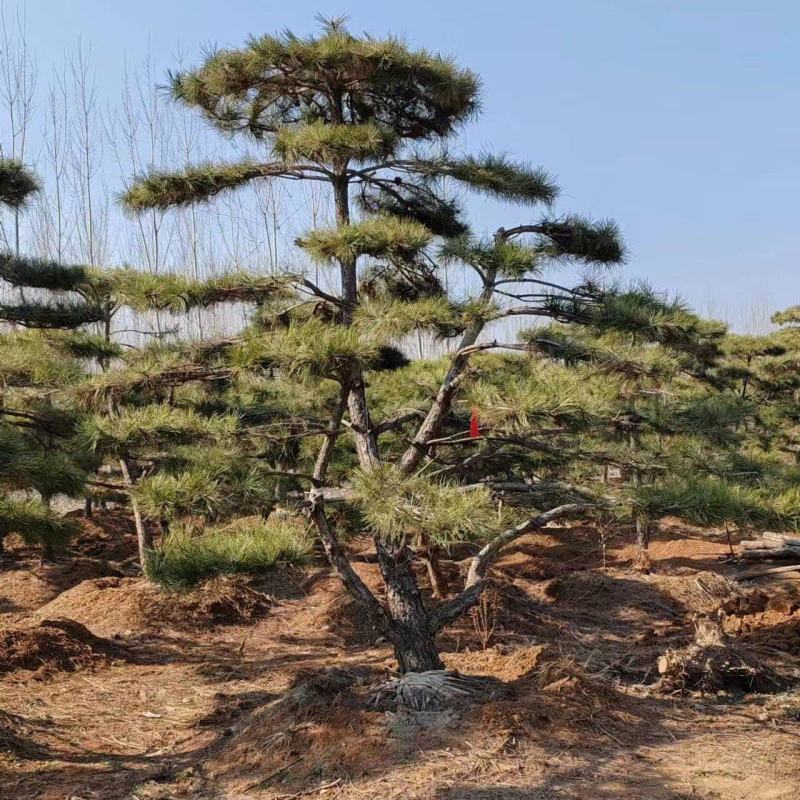 有老板需要景松可以联系我***********