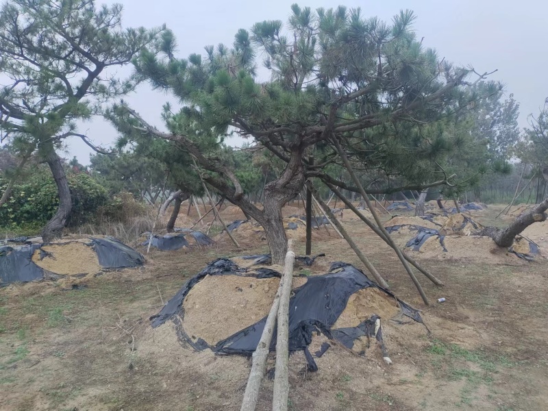 有老板需要景松可以联系我***********