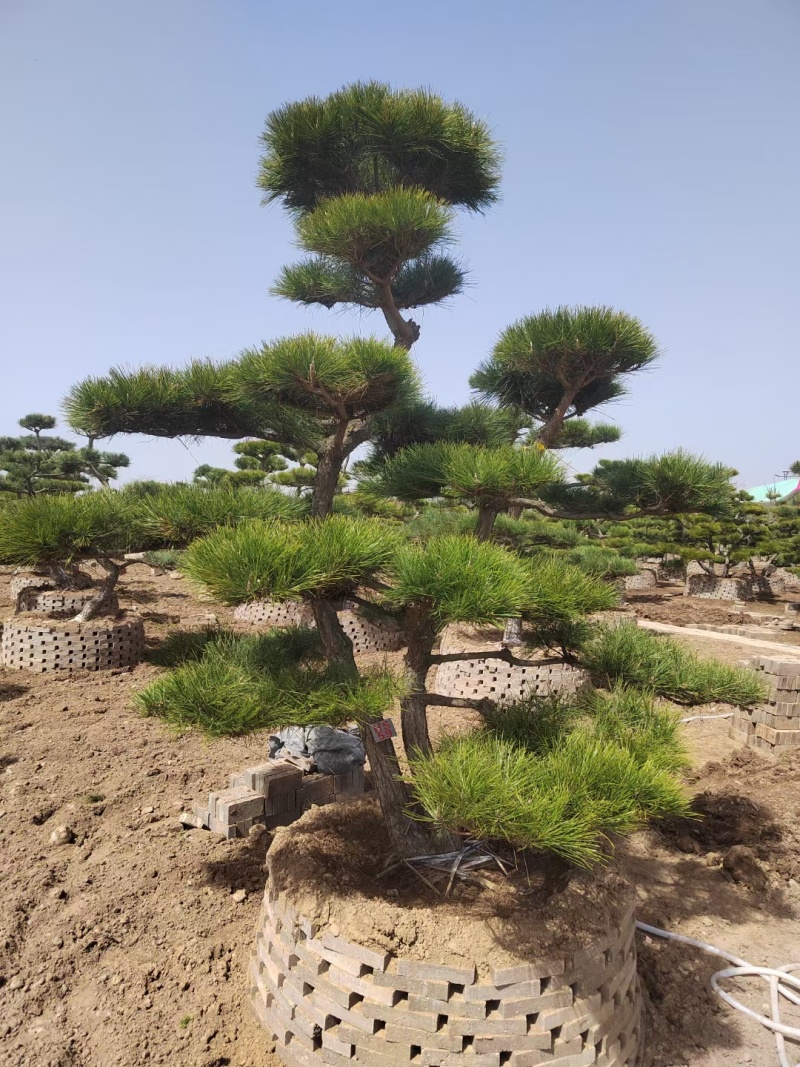 有老板需要景松可以联系我***********