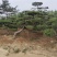 有老板需要景松可以联系我***********