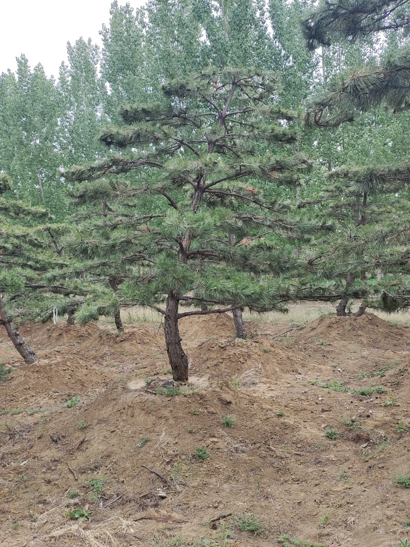 有老板需要景松可以联系我***********