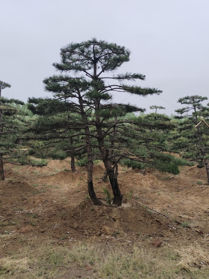 有老板需要景松可以联系我***********