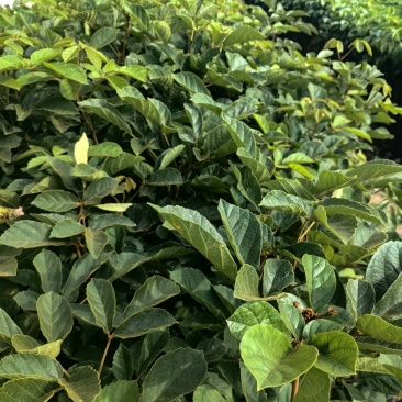 黄花风铃木苗园林绿化苗场地直发量大价优欢欢选购