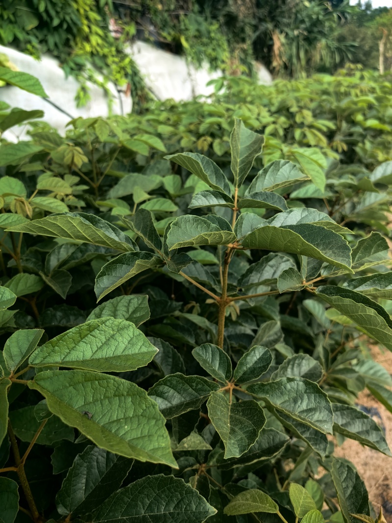 黄花风铃木苗园林绿化苗场地直发量大价优欢欢选购