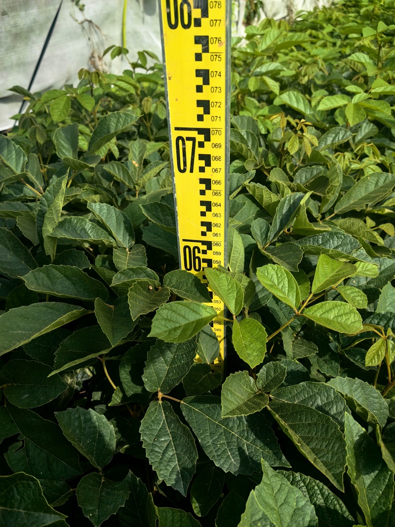 黄花风铃木苗园林绿化苗场地直发量大价优欢欢选购
