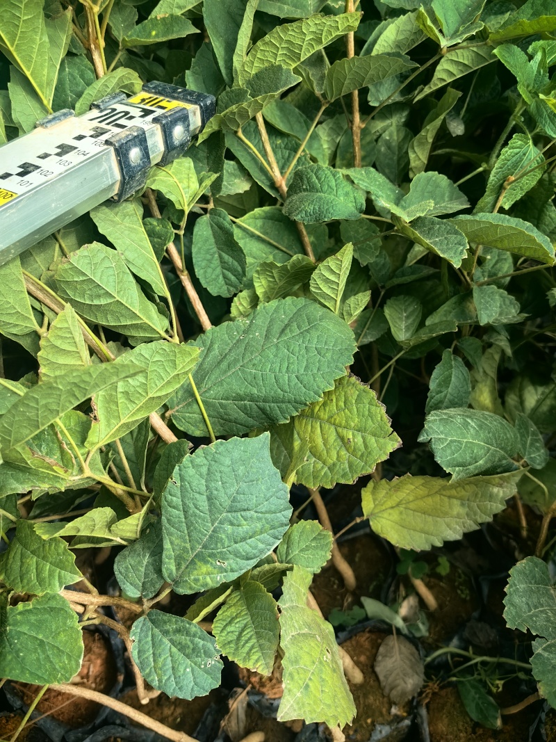 黄花风铃木苗园林绿化苗场地直发量大价优欢欢选购