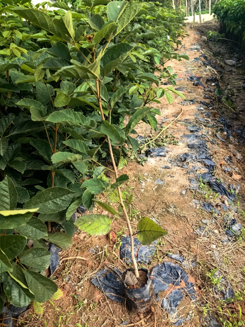 黄花风铃木苗园林绿化苗场地直发量大价优欢欢选购