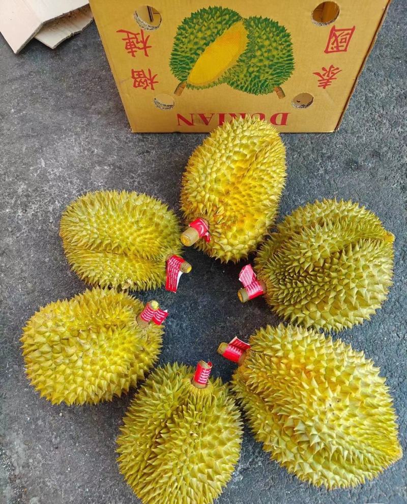 金枕榴莲一手批发价格，A果保5房，坏果包赔，货到付款