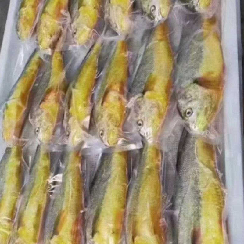 新鲜黄花鱼，去肚后一条一斤