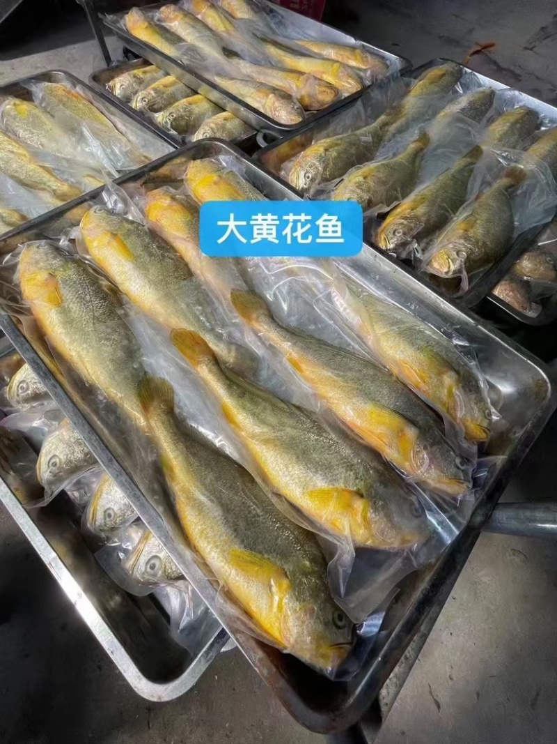 新鲜黄花鱼，去肚后一条一斤