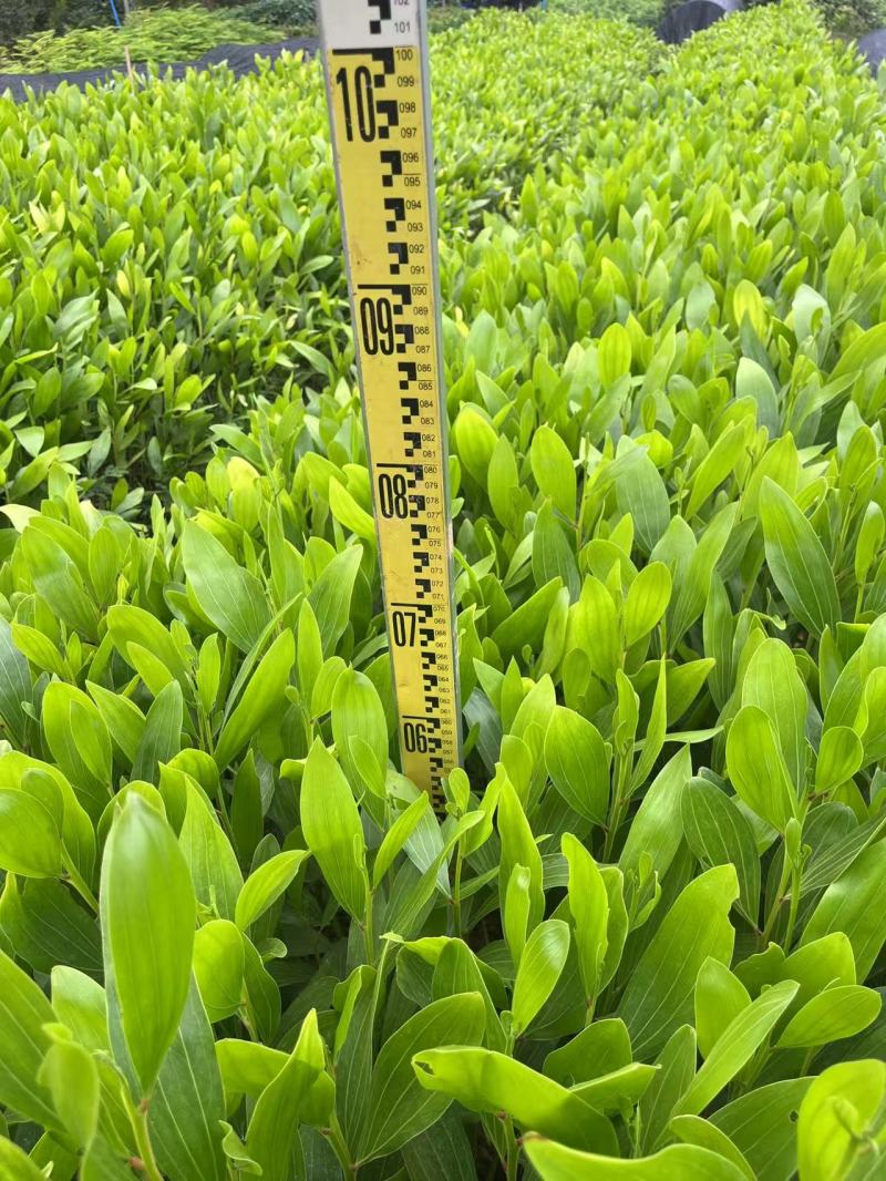 马占相思苗绿化苗木苗场直发量大价优欢迎选购