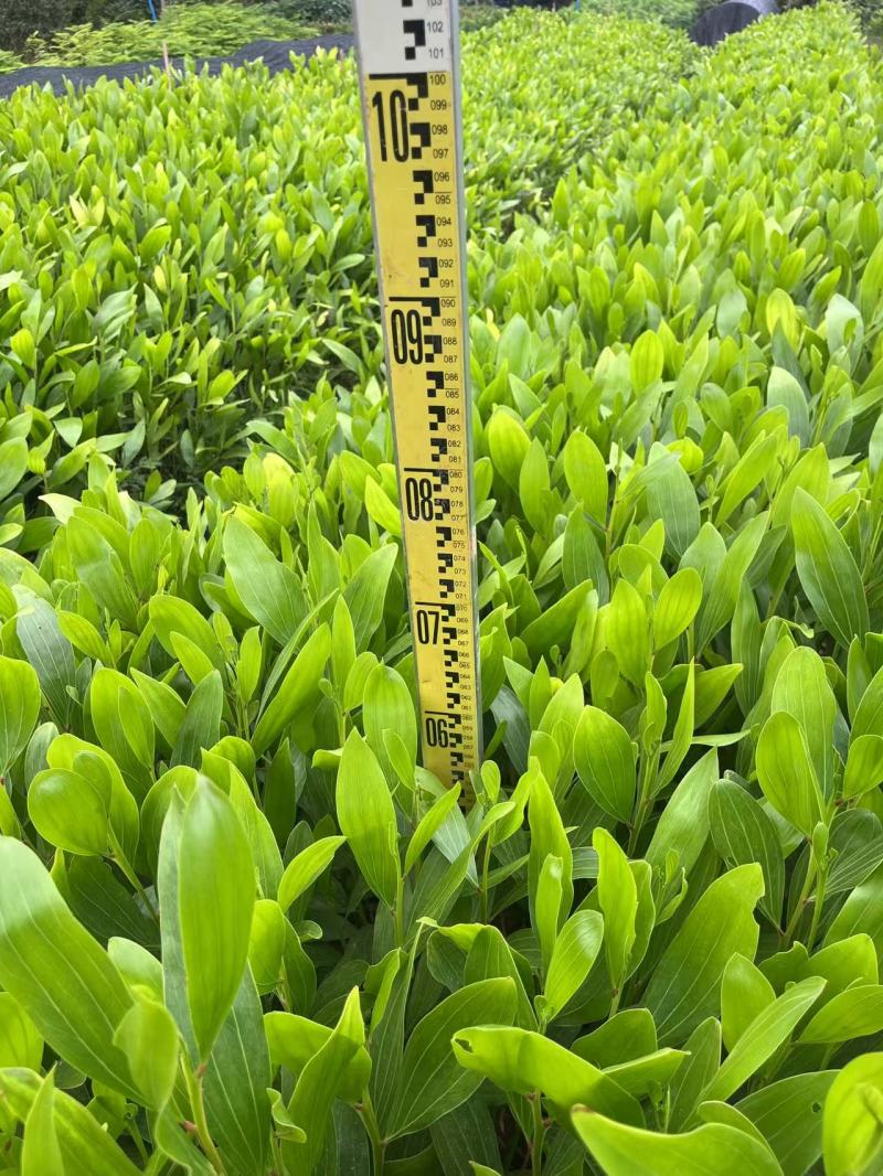 马占相思苗绿化苗木苗场直发量大价优欢迎选购