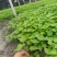 隔山消白首乌苗