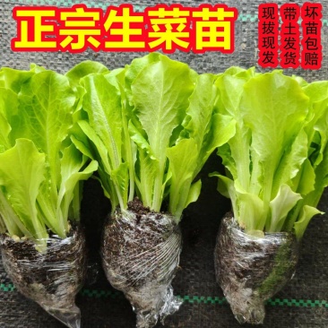 正宗意大利生菜苗带土大速生耐热蔬菜秧苗全生菜苗子阳台四季