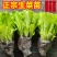 正宗意大利生菜苗带土大速生耐热蔬菜秧苗全生菜苗子阳台四季