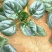 河南红根矮秆趴地圆叶菠菜精品中小颗菜