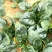 河南红根矮秆趴地圆叶菠菜精品中小颗菜