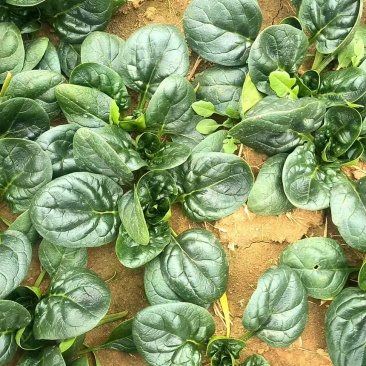河南红根矮秆趴地圆叶菠菜精品中小颗菜