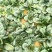 河南红根矮秆趴地圆叶菠菜精品中小颗菜