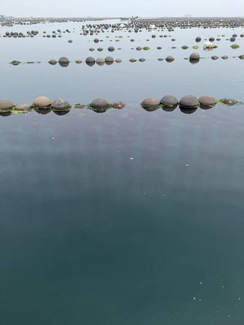 山东精品生蚝，产地一手货源，品质保证，可视频看货