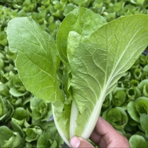 毛白菜