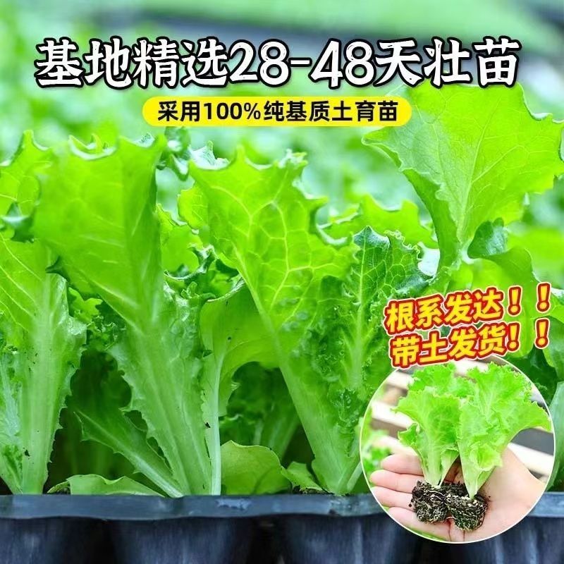 正宗意大利生菜苗带土大速生耐热蔬菜秧苗全生菜苗子阳台四季