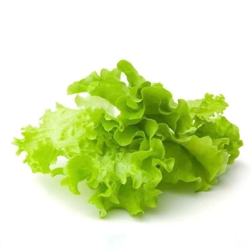 正宗意大利生菜苗带土大速生耐热蔬菜秧苗全生菜苗子阳台四季