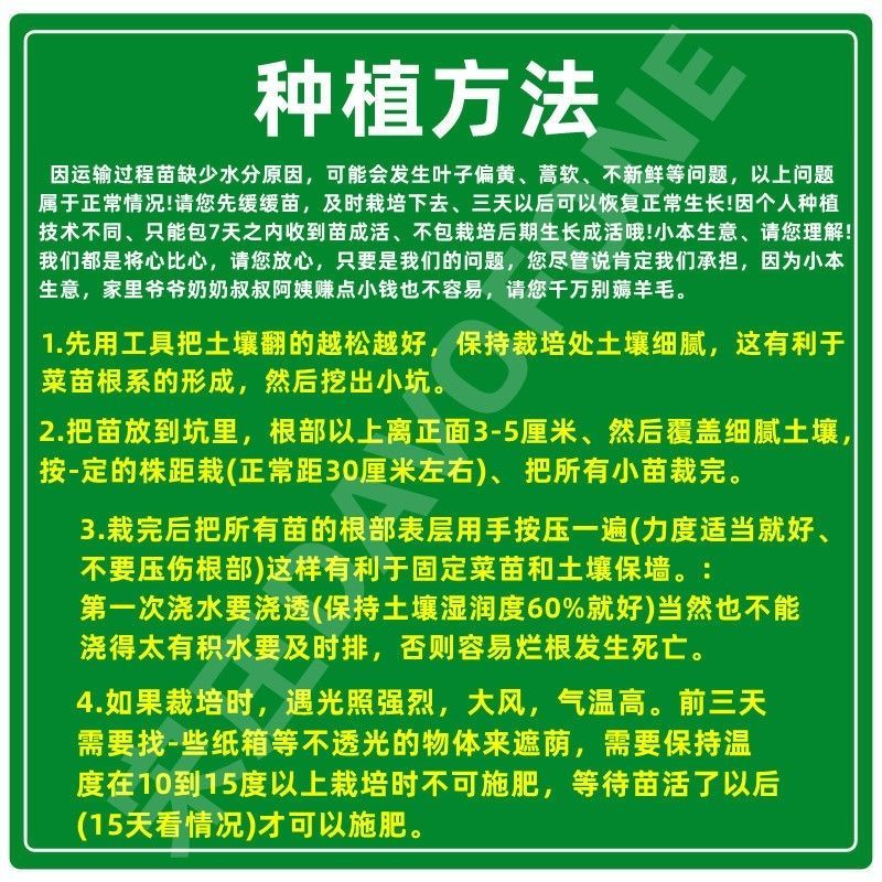 正宗意大利生菜苗带土大速生耐热蔬菜秧苗全生菜苗子阳台四季