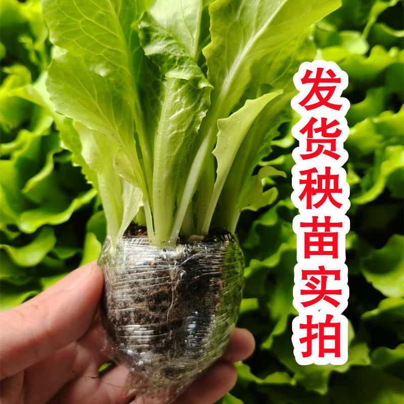 正宗意大利生菜苗带土大速生耐热蔬菜秧苗全生菜苗子阳台四季