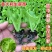 正宗意大利生菜苗带土大速生耐热蔬菜秧苗全生菜苗子阳台四季