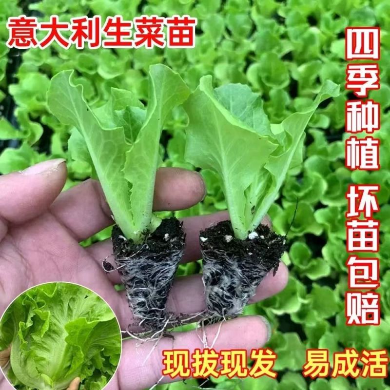 正宗意大利生菜苗带土大速生耐热蔬菜秧苗全生菜苗子阳台四季