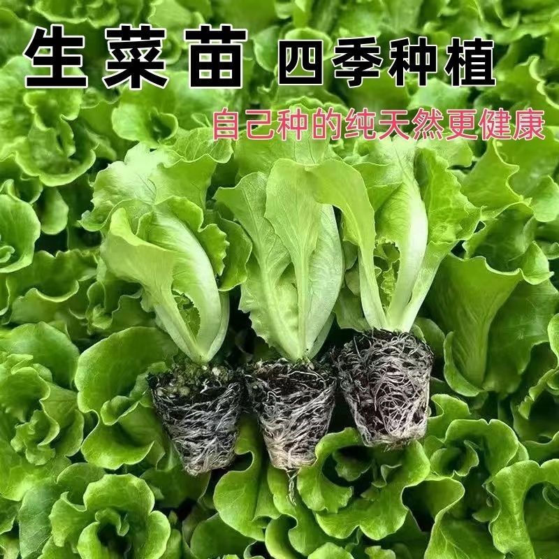 正宗意大利生菜苗带土大速生耐热蔬菜秧苗全生菜苗子阳台四季