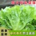 正宗意大利生菜苗带土大速生耐热蔬菜秧苗全生菜苗子阳台四季