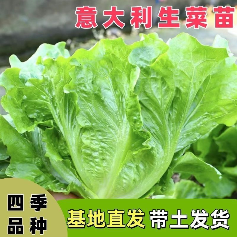 正宗意大利生菜苗带土大速生耐热蔬菜秧苗全生菜苗子阳台四季