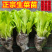 正宗意大利生菜苗带土大速生耐热蔬菜秧苗全生菜苗子阳台四季