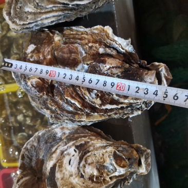 生蚝常年大量供应，全国发货，可对接电商超市等，诚信经营