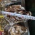 生蚝常年大量供应，全国发货，可对接电商超市等，诚信经营