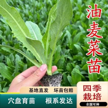 油麦菜苗秧苗麦香味油麦菜大叶尖叶香甜生菜苗甜脆油麦菜四季