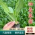 油麦菜苗秧苗麦香味油麦菜大叶尖叶香甜生菜苗甜脆油麦菜四季